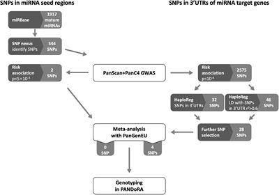 Association of Genetic Variants Affecting microRNAs and Pancreatic Cancer Risk